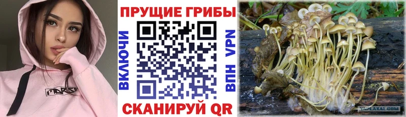 darknet телеграм  Калач  Псилоцибиновые грибы Psilocybine cubensis  кракен зеркало 